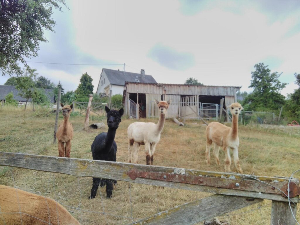 4 Alpakas auf einer sehr trockenen Wiese. Im Hintergrund ist ein Stall zu sehen.