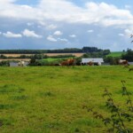 Kühe bei Eckfeld in der Eifel Kühe bei Eckfeld in der Eifel