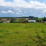 Kühe bei Eckfeld in der Eifel Kühe bei Eckfeld in der Eifel