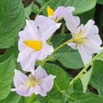 Kartoffelblüten Kartoffelblüten