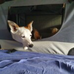 Socke ist schon etwas müde. Socke liegt in seiner Box und hat die Augen leicht geschlossen.